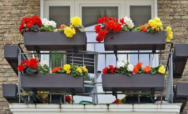cvety na balkone7
