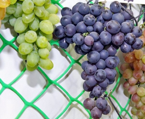 Как получить несколько сортов винограда на одном кусте
