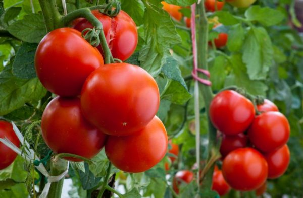 luchshiy rost tomatov