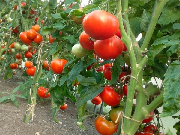 luchshiy rost tomatov5