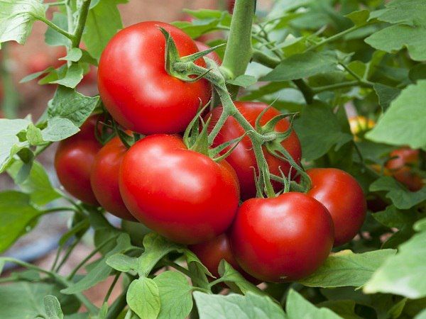 pomidory v teplice