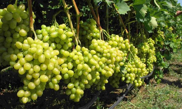 vinograd grozdya8