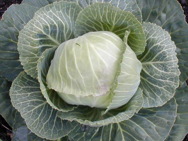 cabbage3