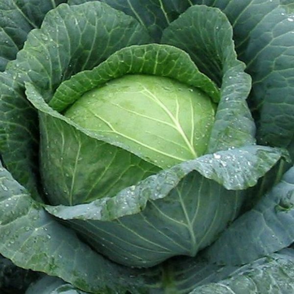 cabbage5