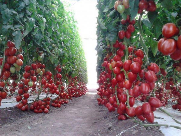 tomatoes6