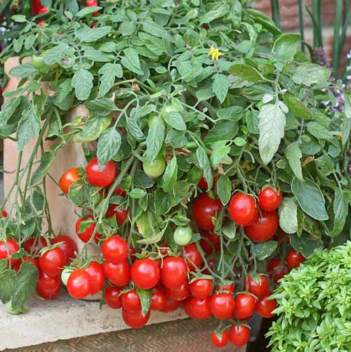 tomaty pomidory2