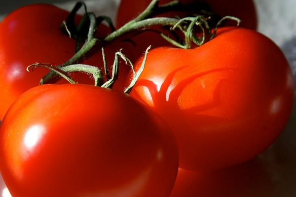 prishhipyvanie tomata3