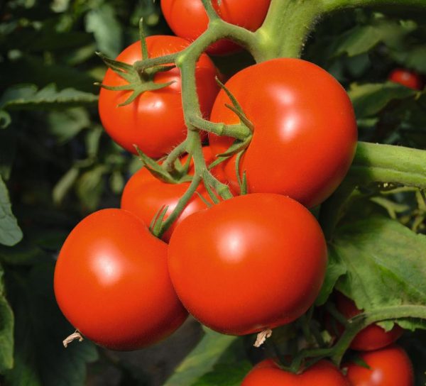 prishipivanie i pasinkovanie tomatov