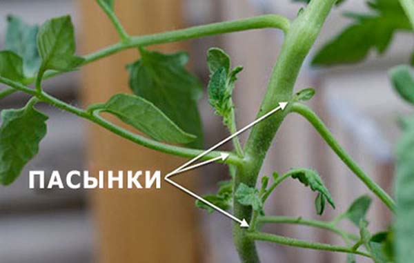 skruchivayutsya listya tomatov5