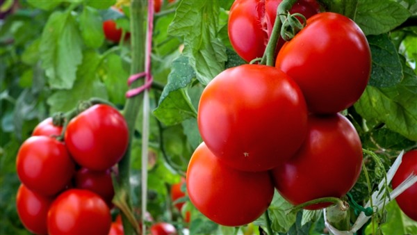 ranniy urozhay tomatov