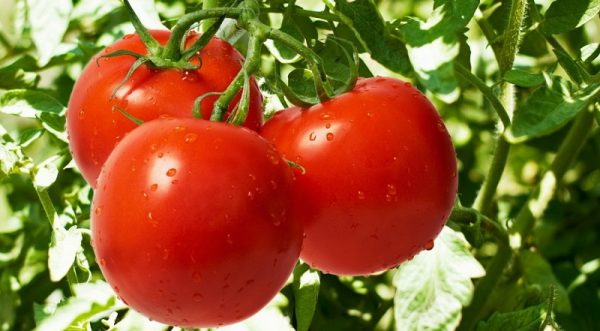 tomaty idealynie
