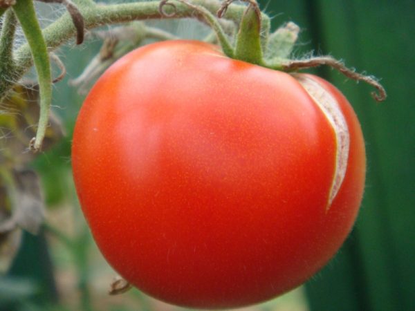 treskayutsya tomati2