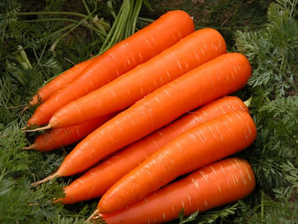 kak hranity morkovy