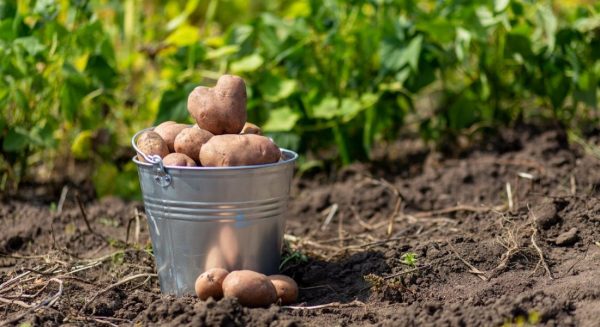 Что делать с грядками после сбора урожая картофеля