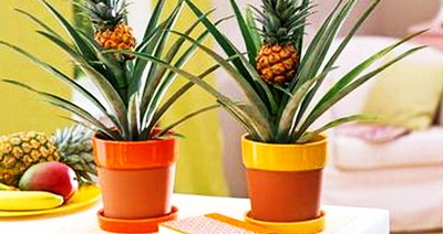 ananas na podokonnike3