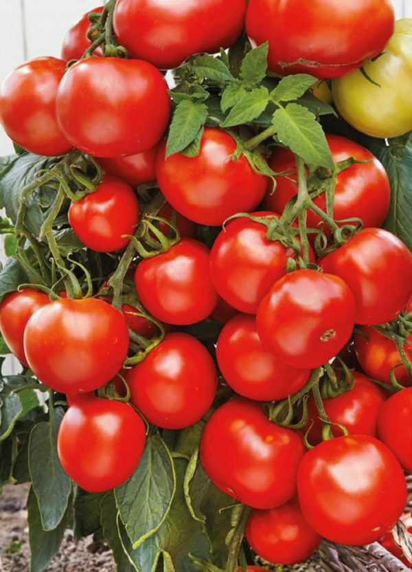 komnatnie tomati