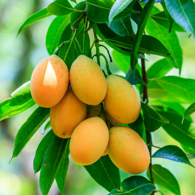 mango iz kostochki