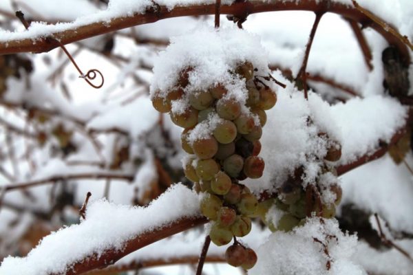 vinogradnik k zimovke
