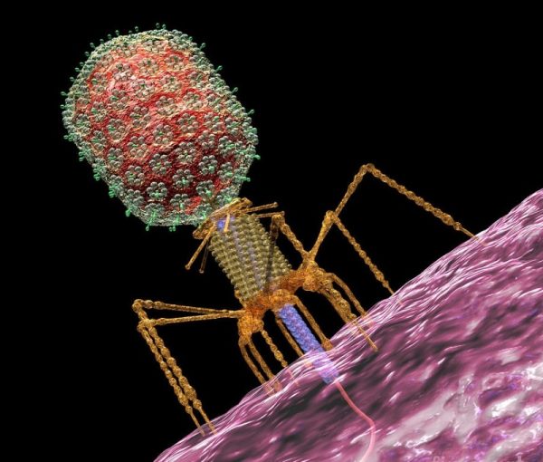 bakteriofagi ot bolezney