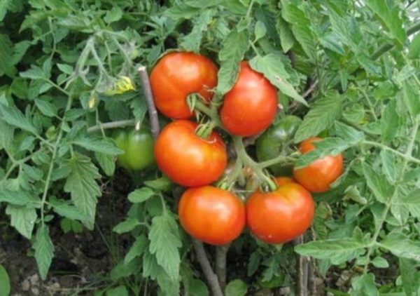 luchshie sorta tomatov11
