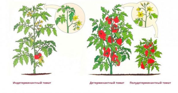 pomidori po lunomu kalendaryu2