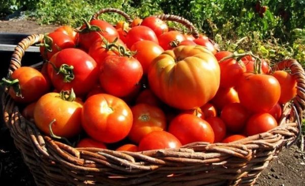 bolyshoy urozhay tomatov2