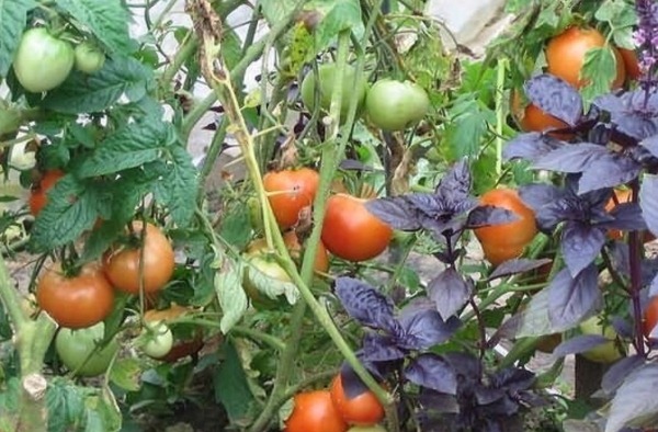 chto sadity ryadom s tomatami3