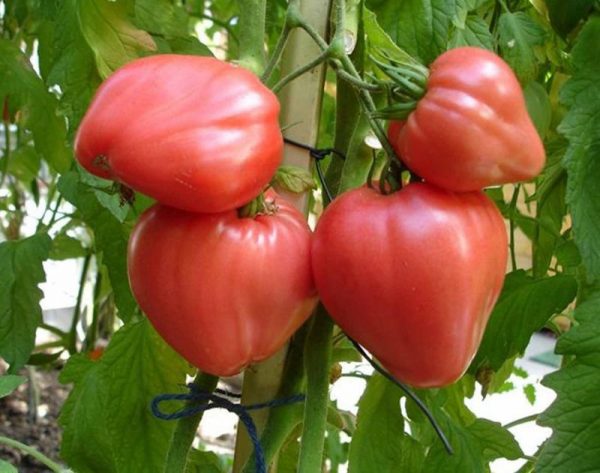 luchshie sorta tomatov2