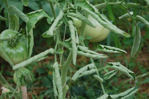 skruchennie listya tomatov
