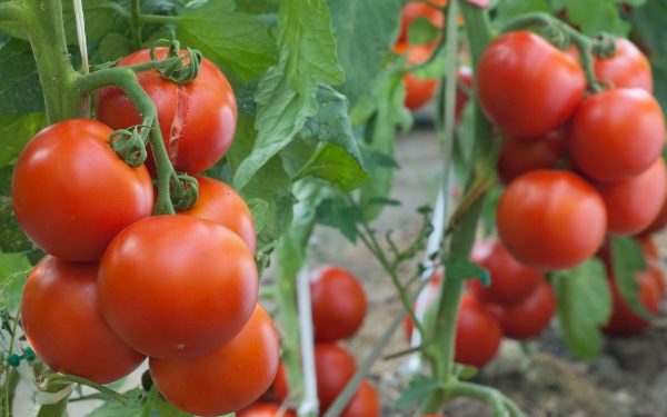 zachem pasinkovaty tomati 1