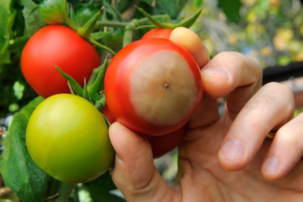 chernie pyatna na tomatah2