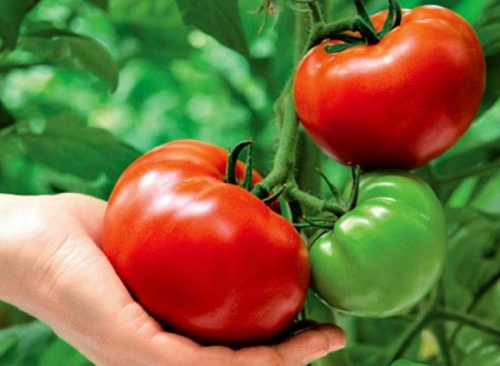 uhod za tomatami v iyule7
