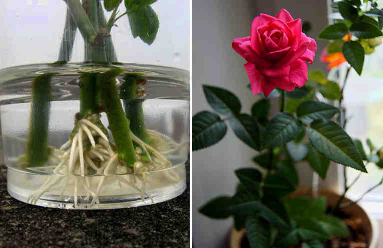 rozi iz cherenkov 3